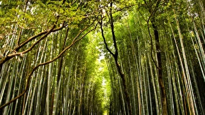 Images Dated 29th March 2016: Kyotos famous Bamboo walk path in Arashiyama area