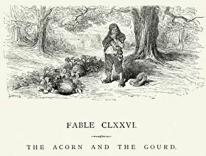 Deciduous Tree Collection: La Fontaines Fables - Acorn and the Gourd