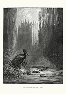 Images Dated 10th January 2015: La Fontaines Fables - Cormorant and the Fishes