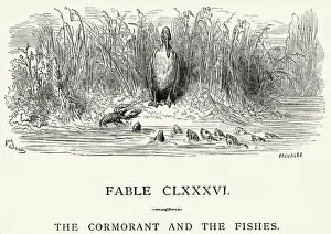 Cormorant Prints: La Fontaines Fables - Cormorant and the Fishes
