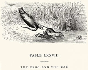 Images Dated 23rd September 2014: La Fontaines Fables - Frog and the Rat