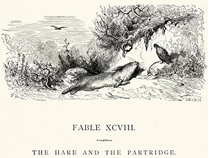 Images Dated 23rd September 2014: La Fontaines Fables - Hare and the Partridge
