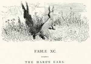 Images Dated 23rd September 2014: La Fontaines Fables - The Hares Ears