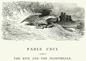 Images Dated 18th December 2014: La Fontaines Fables - Kite and the Nightingale