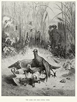 Images Dated 20th September 2014: La Fontaines Fables - Lark and her little chicks