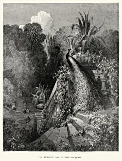 Images Dated 4th August 2014: La Fontaines Fables - Peacock complaining to Juno