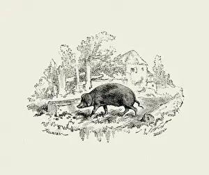 La Fontaines Fables - The Pig