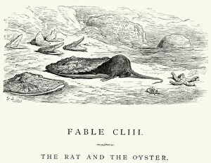 Mollusk Collection: La Fontaines Fables - Rat and the Oyster