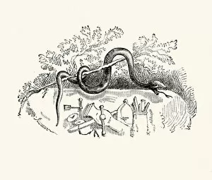 Images Dated 23rd September 2014: La Fontaines Fables - Serpent and the File