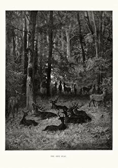 Woods Gallery: La Fontaines Fables - The Sick Stag