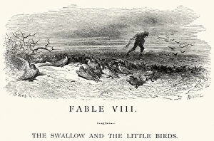Images Dated 6th August 2014: La Fontaines Fables - Swallow and the Little Birds