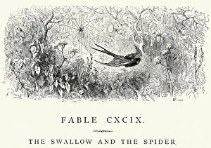 Spider Web Gallery: La Fontaines Fables - Swallow and the Spider