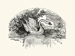 Images Dated 23rd September 2014: La Fontaines Fables - Swan and the Cook