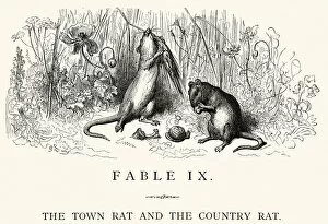 Images Dated 6th August 2014: La Fontaines Fables - The Town Rat