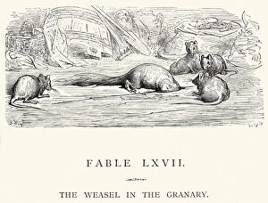 Images Dated 23rd September 2014: La Fontaines Fables - Weasel in the Granary