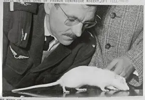 Lab Worker Observing Rat on Table