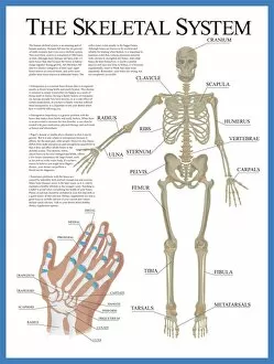 Images Dated 26th September 2018: Labelled Human Skeletal System Poster