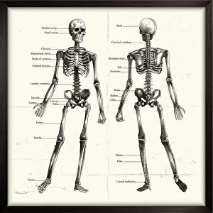 Human Representation Gallery: Labelled Human Skeleton. Engraving