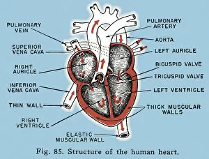 Blue Background Gallery: Labelled Structure of the Human Heart Diagram