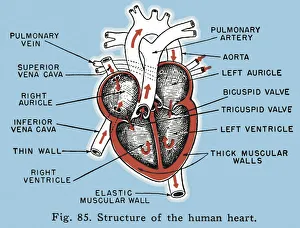 Blue Background Gallery: Labelled Structure of the Human Heart Diagram
