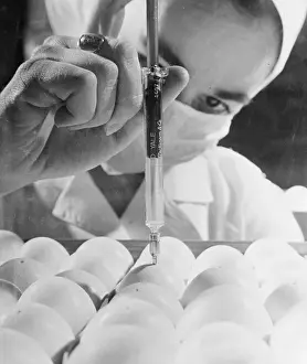 Laboratory Worker Inoculating Embryos