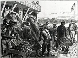 Charleston Prints: Laborers Washing The Phosphate Rock