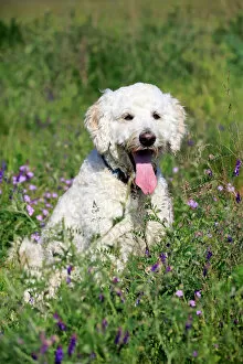 Adult Animal Gallery: Labradoodle, adult, male, on meadow, Germany