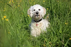 Images Dated 17th May 2014: Labradoodle, adult, male, on meadow, Germany