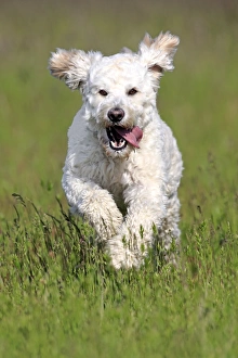 Images Dated 17th May 2014: Labradoodle, adult, male, running on grass, Germany