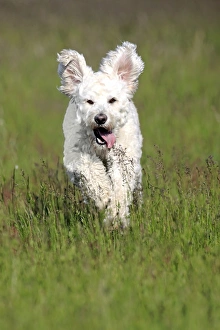 Images Dated 17th May 2014: Labradoodle, adult, male, running on grass, Germany