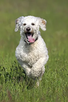 Images Dated 17th May 2014: Labradoodle, adult, male, running on grass, Germany