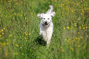 Images Dated 17th May 2014: Labradoodle, adult, male, running on grass, Germany