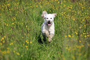 Images Dated 17th May 2014: Labradoodle, adult, male, running on grass, Germany
