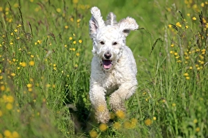 Images Dated 17th May 2014: Labradoodle, adult, male, running on grass, Germany
