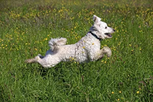 Images Dated 17th May 2014: Labradoodle, adult, male, running on grass, Germany