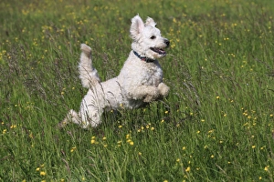 Images Dated 17th May 2014: Labradoodle, adult, male, running on grass, Germany