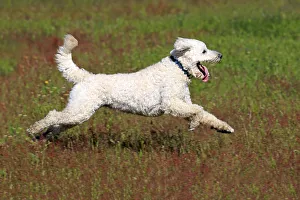 Images Dated 17th May 2014: Labradoodle, adult, male, running on grass, Germany