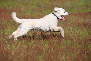 Images Dated 17th May 2014: Labradoodle, adult, male, running on grass, Germany