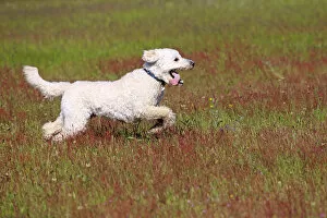 Images Dated 17th May 2014: Labradoodle, adult, male, running on grass, Germany