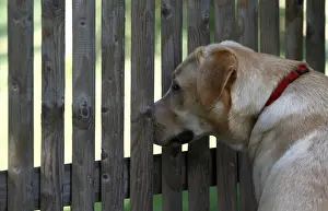 Canidae Prints: Labrador Retriever looking through a fence