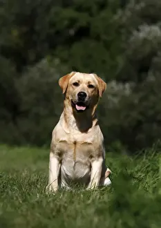 Canidae Prints: Labrador Retriever on a meadow