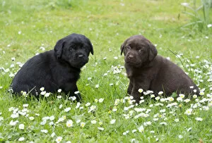 Images Dated 6th May 2014: Two Labrador Retriever Puppies