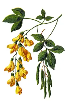 Laburnum anagyroides, the common laburnum, golden chain or golden rain