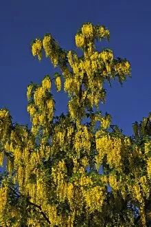 Images Dated 20th May 2013: Laburnum or Golden Chain -Laburnum-, flowering, Middle Franconia, Bavaria, Germany