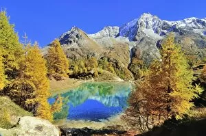Images Dated 15th October 2011: Lac Bleu with autumnal larch trees in Val d Arolla, Mt Dents de Veisivi at the back