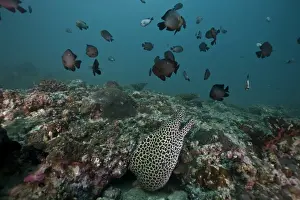 Laced Moray -Gymnothorax favagineus-, Gulf of Oman, Oman