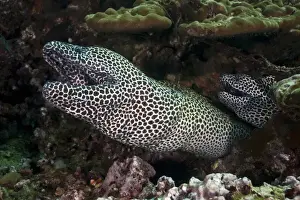 Laced Morays -Gymnothorax favagineus-, Gulf of Oman, Oman