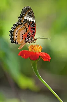 Southeast Asia Gallery: Lacewing -Cethosia- drinking nectar from a flower, Siem Reap, Cambodia, Southeast Asia, Asia