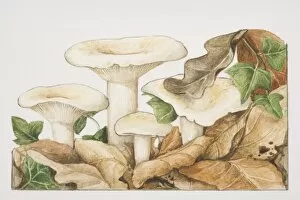 Images Dated 31st July 2006: Lactarius piperatus, Peppery Milk-cap mushrooms fruiting amongst fallen autumn leaves