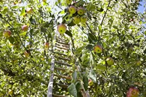 Ladder in an apple tree during apple harvest, Kaiser Wilhelm variety, Saxony, Germany